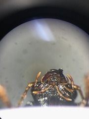 Anisodactylus verticalis