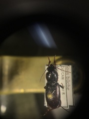 Pterostichus pensylvanicus