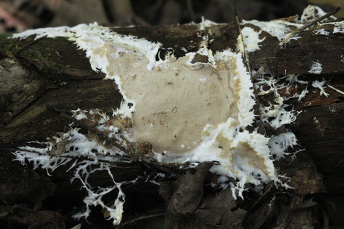 Phlyctibasidium polyporoideum observed 2025-08-09