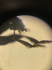 Pterostichus pensylvanicus