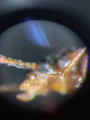 Mycetochara bicolor