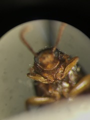 Mycetochara bicolor