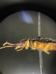 Mycetochara bicolor