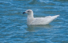 Larus glaucoides kumlieni