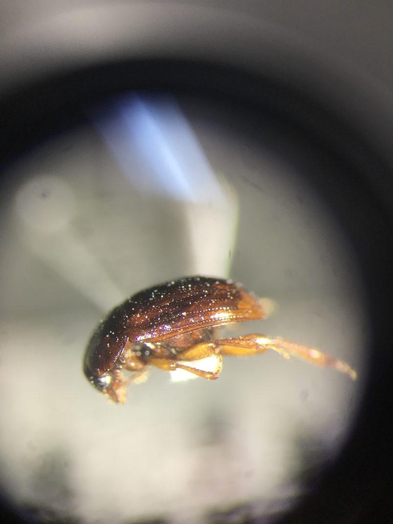 Leiodes punctostriata