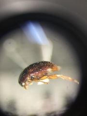 Leiodes punctostriata