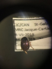 Leiodes punctostriata