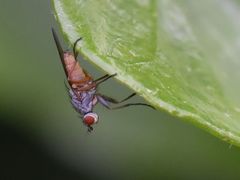 Tephrochlamys rufiventris