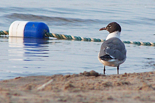 Laughing Gull photographed in Illinois