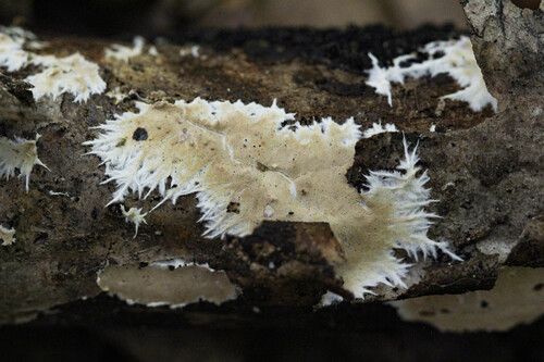 Phlyctibasidium polyporoideum, 2025-08-06