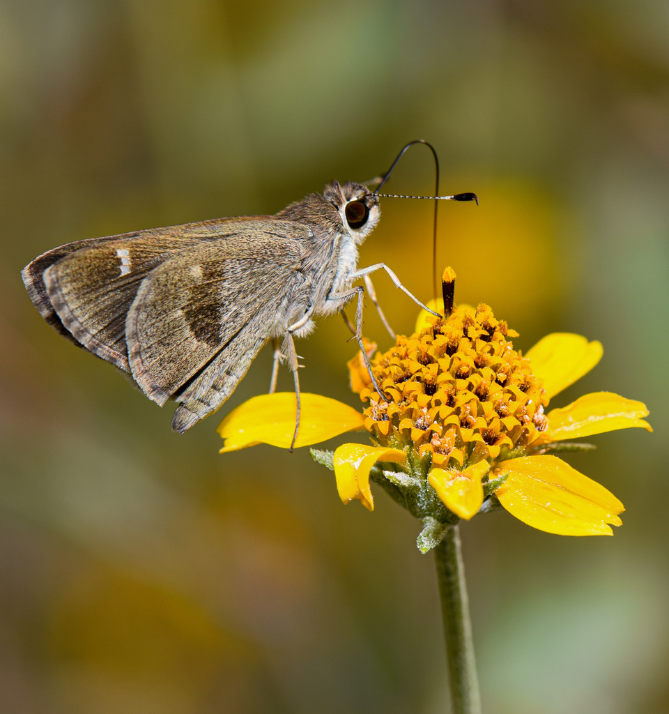 Violet-clouded Skipper