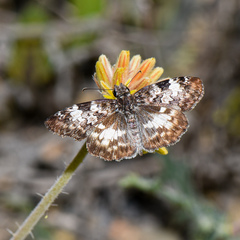 Chiomara georgina georgina