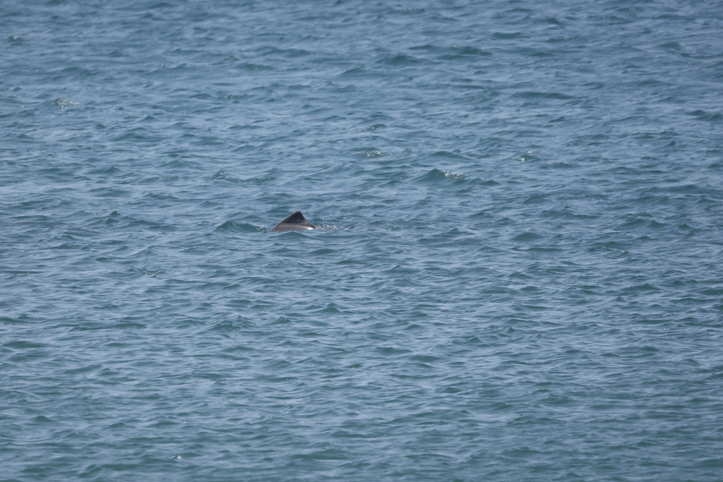 Dorsal fin and back of an Australian humpback dolphin breaking the surface of blue water near Broome, Western Australia