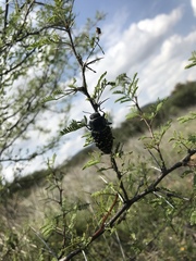 Lampetis dilaticollis