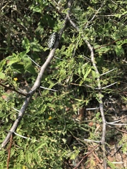 Lampetis dilaticollis