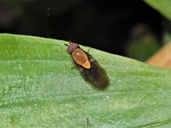 Allophylopsis
