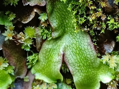 porastnica (Marchantia)