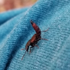 Hesperus baltimorensis