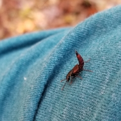 Hesperus baltimorensis