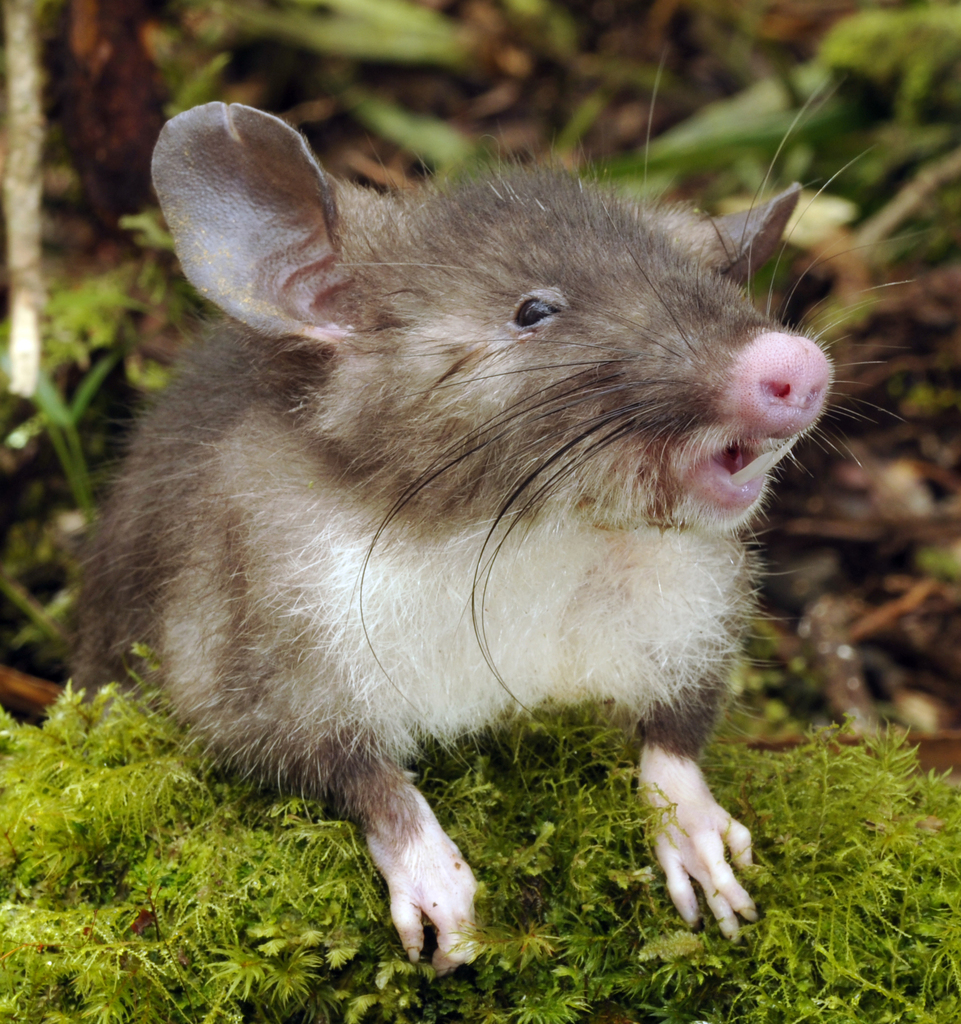 Hog-nosed Shrew Rat