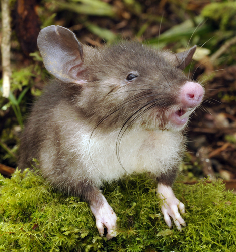 Sulawesi Snouter (Hyorhinomys stuempkei) — Data Deficient Mammalia