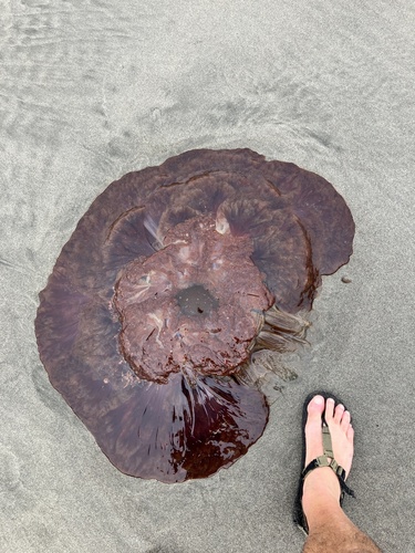 Pacific Lion's Mane Jelly photographed in Oregon