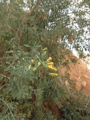 Nicotiana glauca