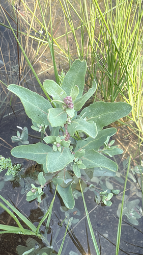 Crested saltbush (Atriplex cristata)
