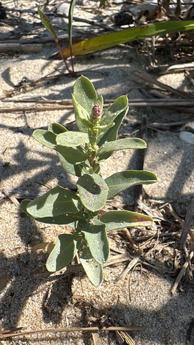 Crested saltbush (Atriplex cristata)
