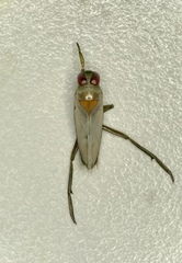 Notonecta petrunkevitchi