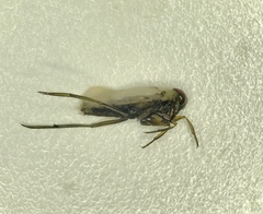 Notonecta petrunkevitchi