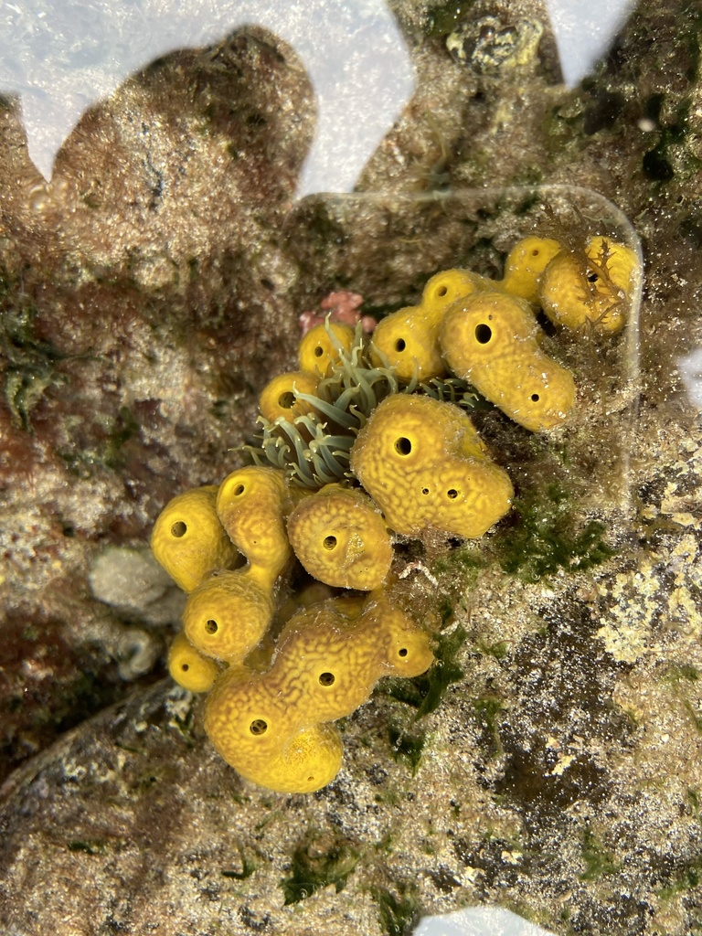 Photo of Yellow tube sponge (Aplysina aerophoba)