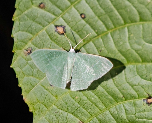 Thalassodes quadraria