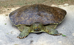 Apalone spinifera pallida