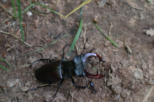 Lucanus cervus