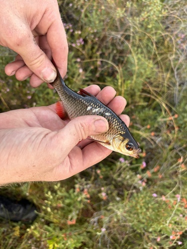 Scardinius erythrophthalmus