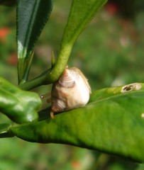 Cyrtarachne raniceps