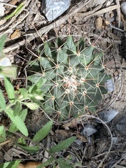 Mammillaria melanocentra melanocentra