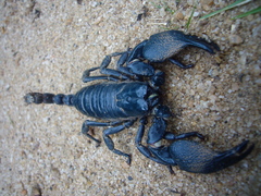 Srilankametrus indus