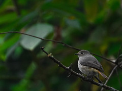 Phoenicurus frontalis