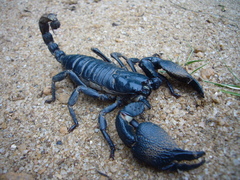 Srilankametrus indus
