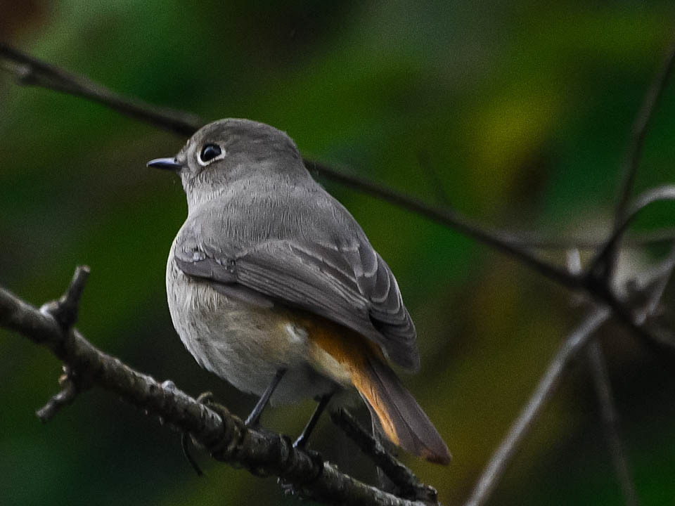 Blue-fronted Redstart