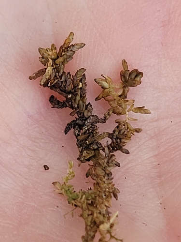 Sphagnum pylaesii, 2025-07-29