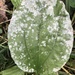 Plantain Mildew - Photo (c) Susan J. Hewitt, some rights reserved (CC BY-NC), uploaded by Susan J. Hewitt