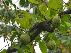 Callosciurus pygerythrus
