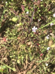 Trichostema nesophilum