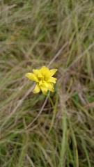 Pyrrhopappus carolinianus