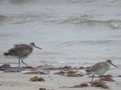 Tringa semipalmata semipalmata