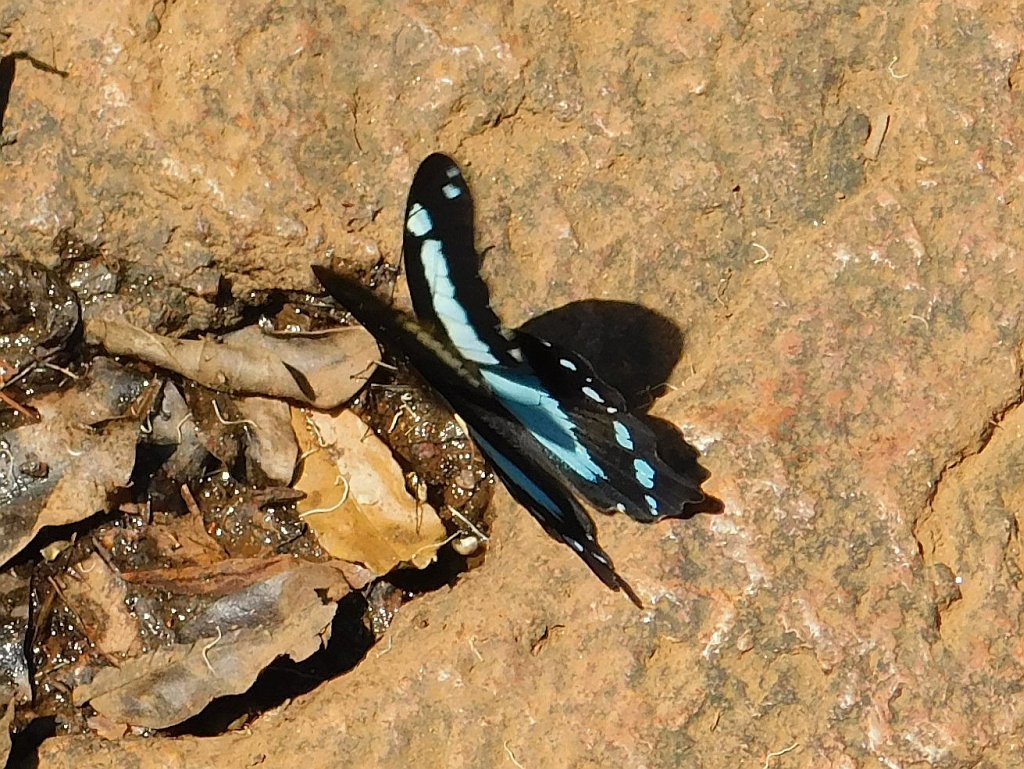 Papilio thuraui