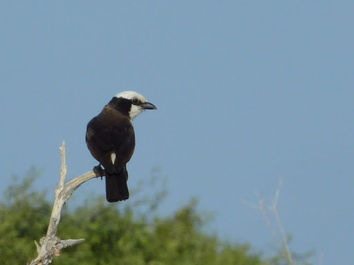 Eurocephalus ruppelli